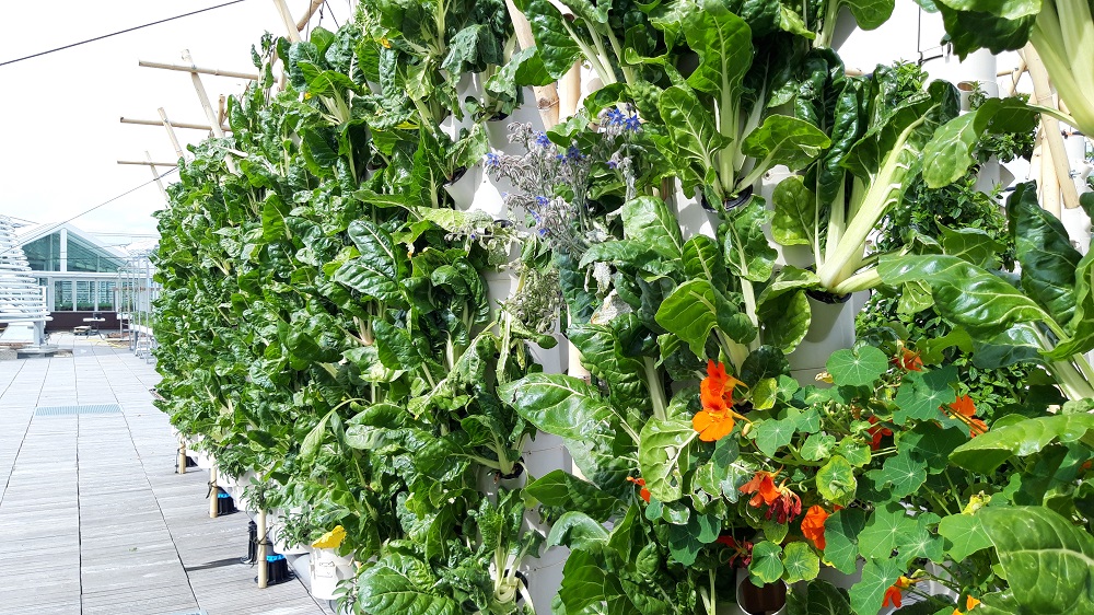 Colonne de culture Les Pousses Vertes en pleine production